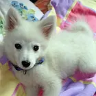 晋中【十年老店】常年繁殖优质血统银狐幼犬