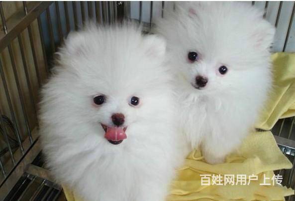 纯种博美犬 哈多利球体博美 疫苗做齐签订售后协议