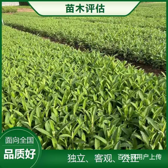 合肥苗木拆迁评估公司 - 图片