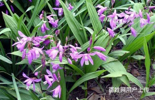 湖北百草堂白芨种植匠心培育，让每一片叶子都讲述故事 - 图片 1
