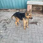 卖放牛放羊的牧羊犬
