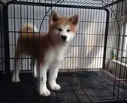 内江【秋田犬舍】地址 秋田一般价位