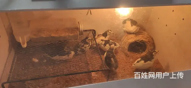芦丁鸡成鸡小鸡孵化箱饲养箱 - 图片 7