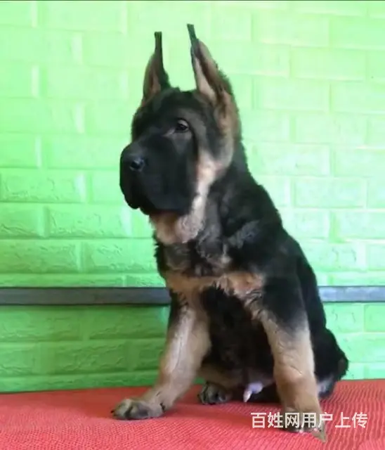 精品德国牧羊犬丨血统纯正健康包活 - 图片 6