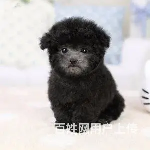 茶杯犬极品泰迪 茶杯玩具迷你等体型 颜色多选包健康 - 图片 3