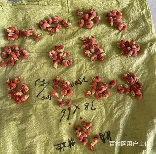 徐州进口龙虾尾批发价格鑫慷发进口龙虾尾厂家批发价格 - 图片 2
