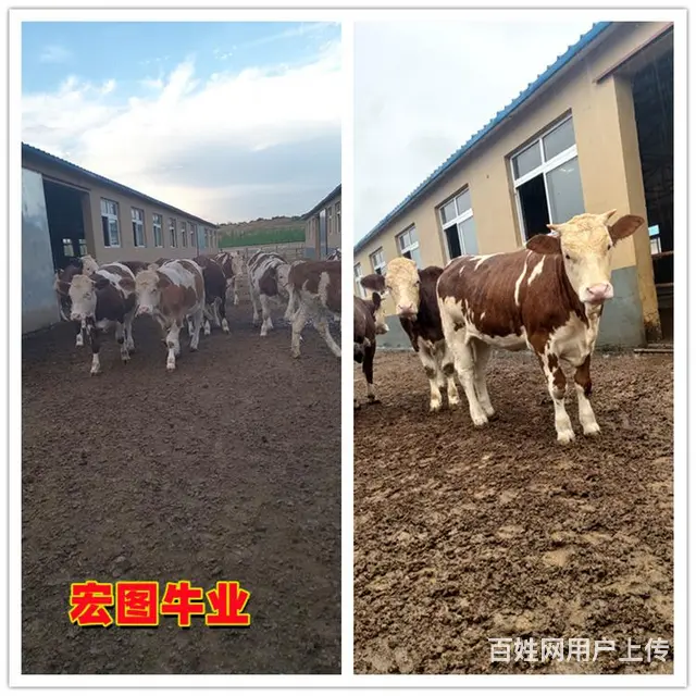 400斤的 西门塔尔小牛犊 现在什么价格 - 图片