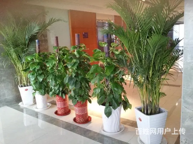 淄博租花公司、淄博绿植、淄博花卉、淄博 - 图片 1