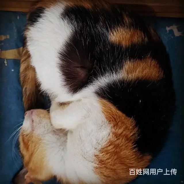 【搞定了！】中华田园三花猫 白手套 家养领养 - 图片 1