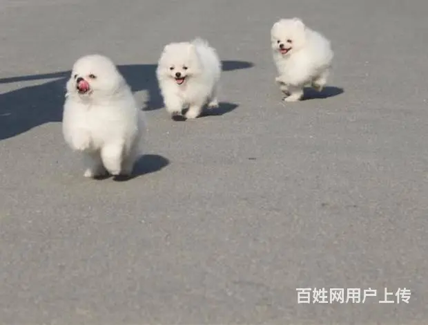 哈多利版博美犬 茶杯狗博美 韩国引进-终生质 - 图片 5