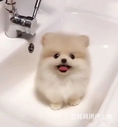 出售纯种球体博美幼犬 茶杯俊介杰宠物狗活体 - 图片 9