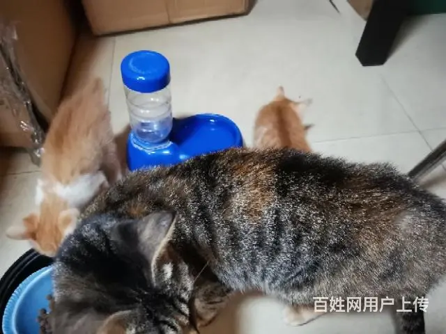【搞定了！】赠送自家养小猫 - 图片 3