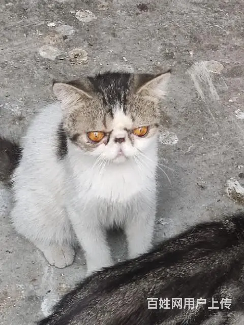 加菲猫 - 图片