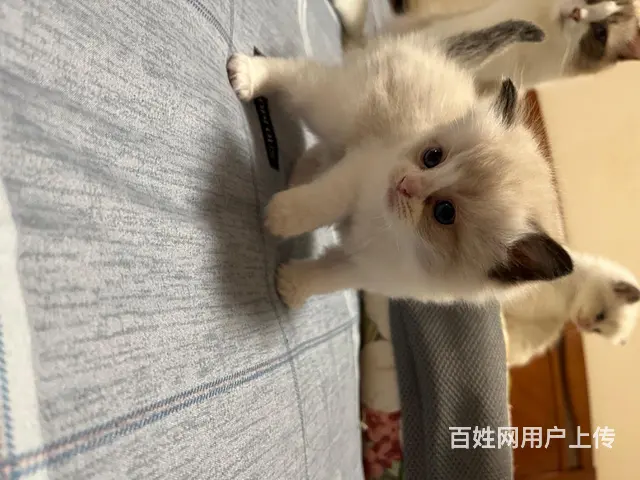 自家养的 品相好 纯种 会用猫砂盆 - 图片 5