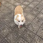 自己养的柯基犬，刚成年1岁半，