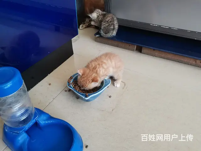 【搞定了！】小奶猫赠送 - 图片 5