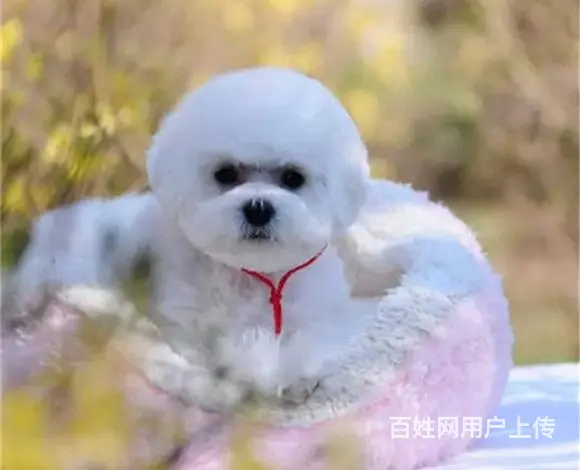 辽阳优质比熊如何挑选，优质比熊多少钱一个 - 图片 5