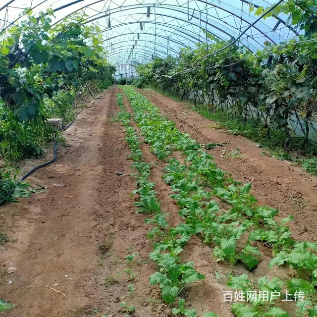 辽宁阜新县葡萄园出租 - 图片 3