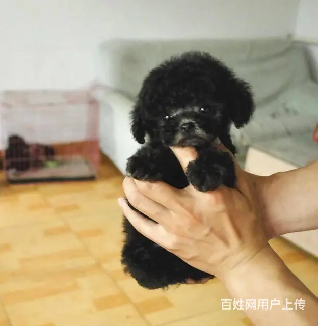 纯种泰迪 韩国引进茶杯体型小泰迪卷毛小贵宾幼犬 - 图片 9