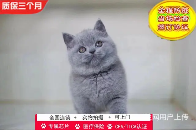 哪里有英短蓝猫卖的 蓝猫怎么养 英短蓝猫多少钱 - 图片 8