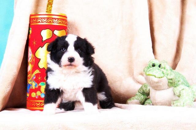 纯种边牧幼犬狗狗出售边境牧羊犬幼犬黑白色3个月纯种的图片
