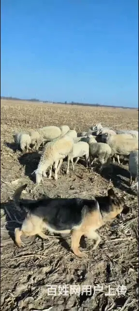 全活牧羊犬 - 图片