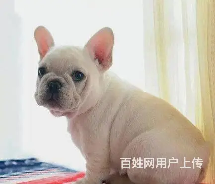 出售极品 法国斗牛犬幼犬外地可空运已驱虫 - 图片 2