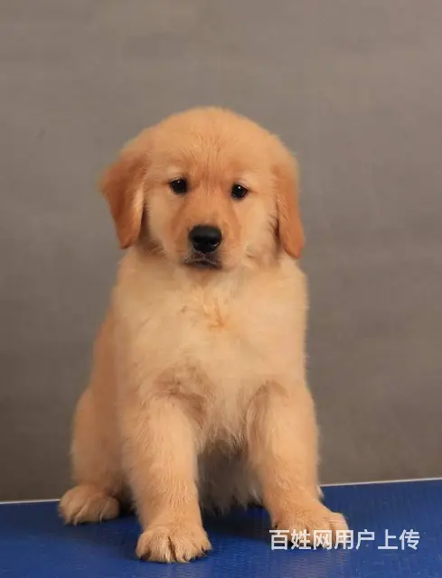 现在哪有卖金毛犬的 现在金毛多少钱一只 - 图片 11