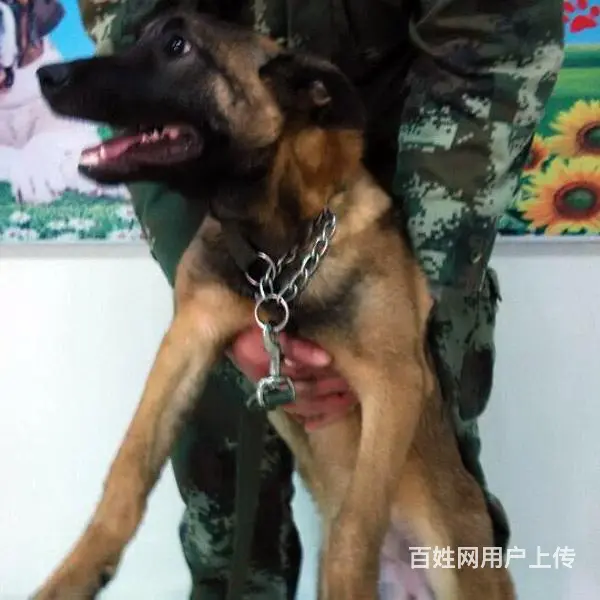 中卫上哪可以看到马犬犬舍，马犬犬舍地址位置 - 图片 6