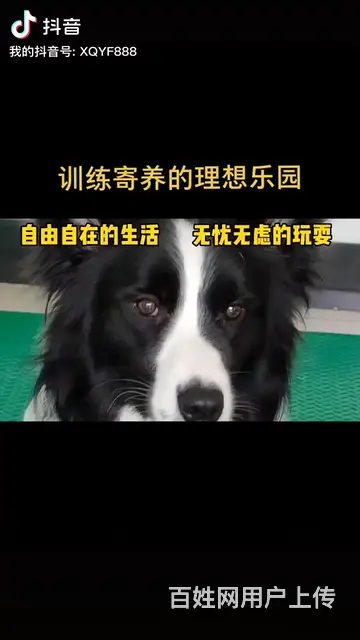 湖州训犬训狗学校，改正狗狗坏习惯，科目训练 - 图片 5