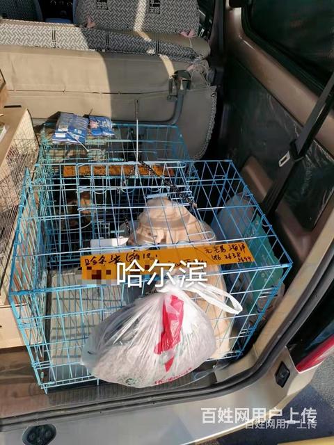 塔城宠物托运（猫狗运输）活体邮寄快递2022/（今日推荐）.的图片