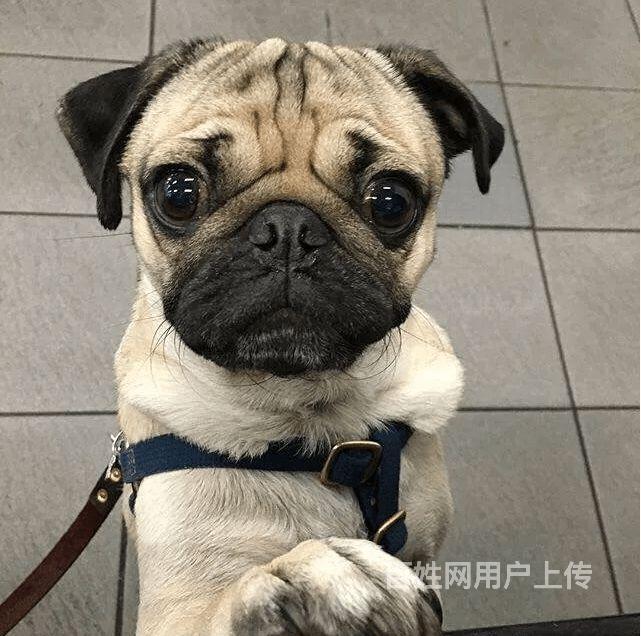 巴哥长大有多重?