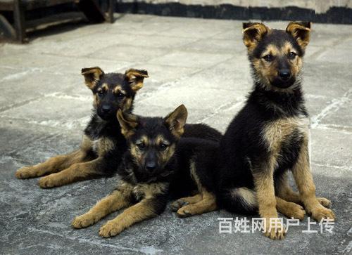 四川有賣黑背犬的嗎