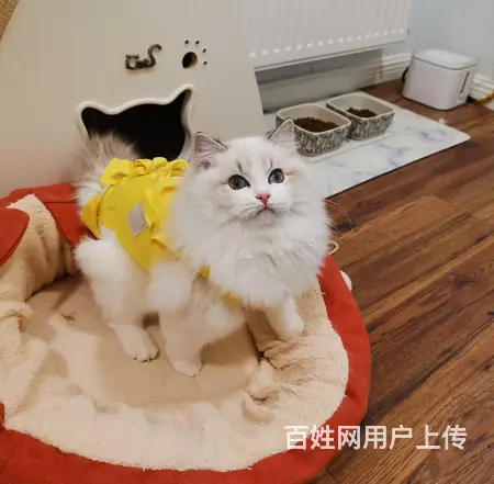 布偶猫好养吗 新手可以养吗  多少钱一只 图片价格 - 图片 1