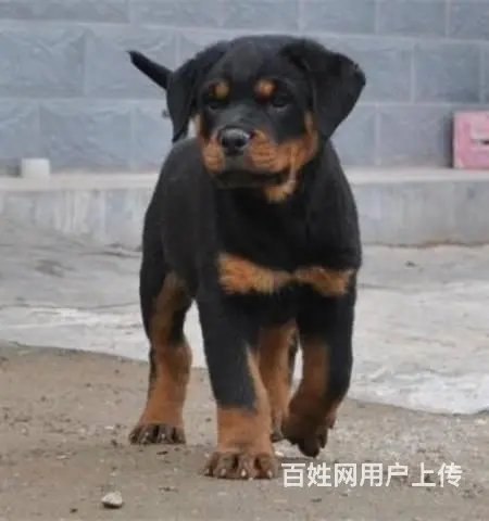 纯种罗威纳犬多少钱 德系罗威纳 赛级罗威纳 直销精 - 图片 6