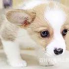 湘西柯基养殖基地柯基什么价位