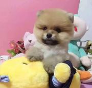 哪里有博美卖 哪里有博美图片 博美多少钱一只