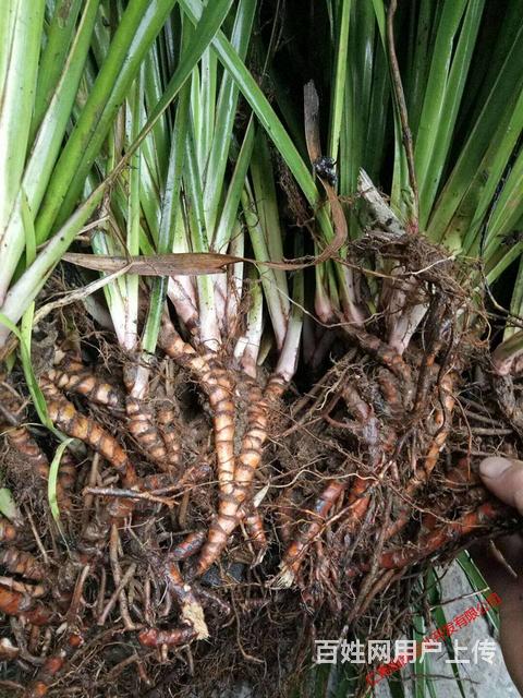 石菖蒲种苗出售石菖蒲种植基地直发量大从优