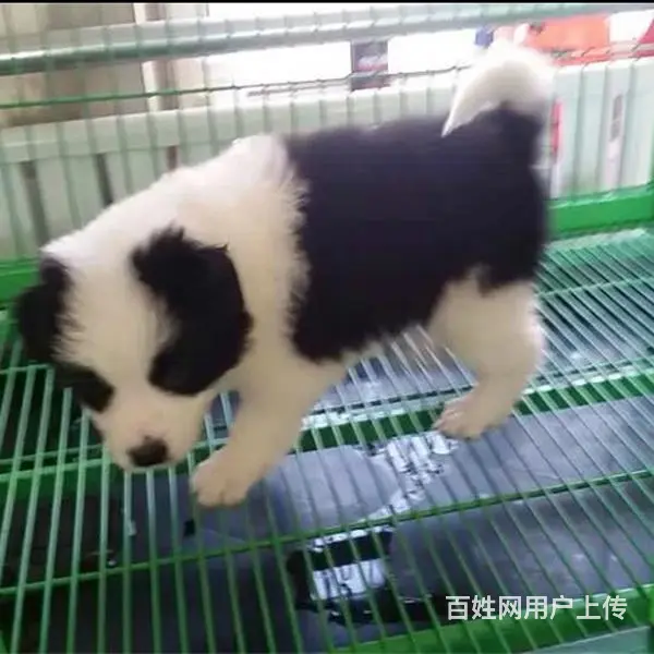 宿迁边牧养殖基地Ⅰ边牧繁殖基地 - 图片 8
