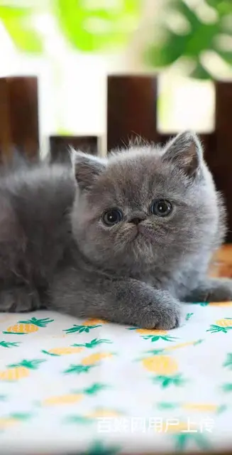 湖州一只蓝猫多少钱, 公母都有 - 图片 1