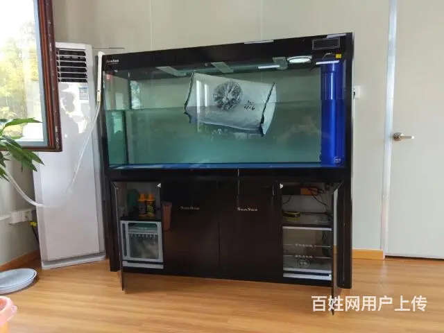 鱼缸观赏鱼送货到家 - 图片 3