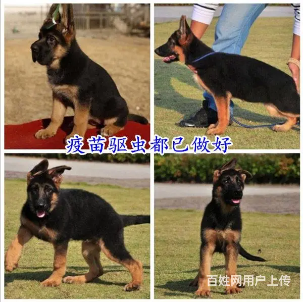 安徽亳州比特犬多少钱狗狗价格 - 图片 7