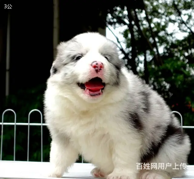 出售   高品质边牧宝宝【益帆边境犬舍】 - 图片 5
