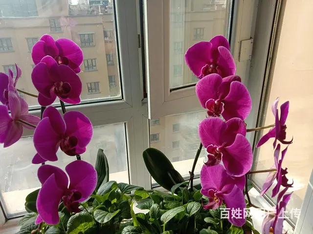乌鲁木齐叉车出租叉车租赁自己有拖车全市范围都可卸货 - 图片 1