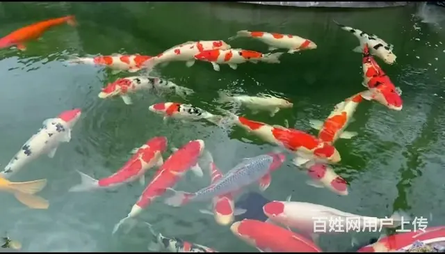 广州锦鲤鱼池维修，鱼池水泵维修，鱼池漏水漏电维修 - 图片 2