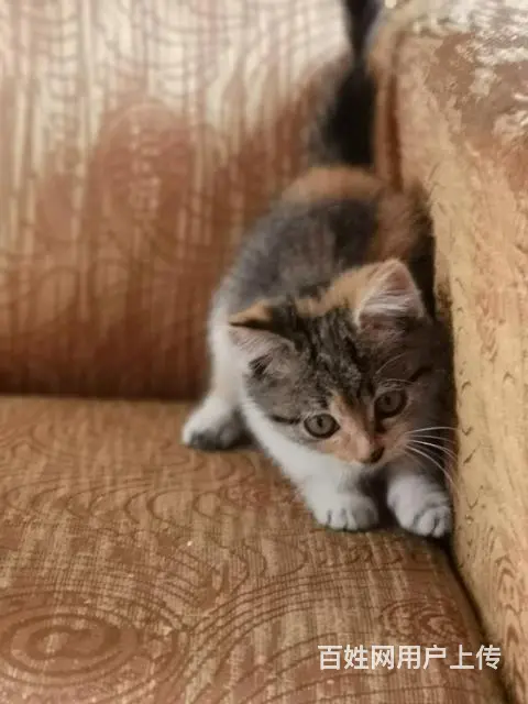 【搞定了！】两个月大的家养小猫咪免费送 - 图片 3