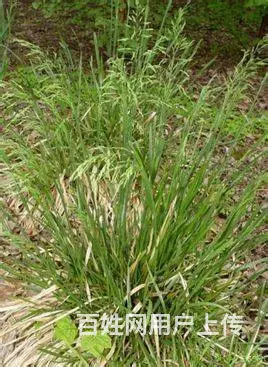 早熟禾草籽发芽温度 - 图片 1