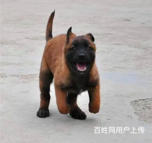 纯种马犬 保纯保健康 给您 贴心的售后 - 图片 6