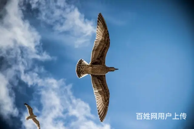 无锡太仓南通苏州南京翻译公司日语笔译口译 - 图片