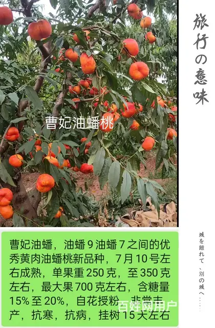 山东济宁曹妃油蟠桃苗奶油蟠桃苗紫霞油蟠桃苗油蟠晚7 - 图片 4